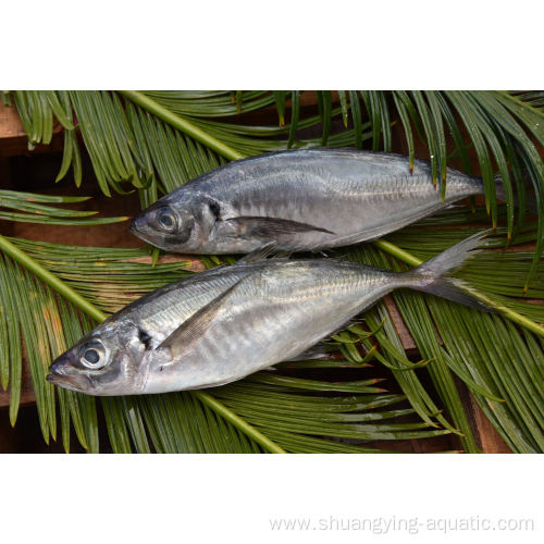 Frozen Horse Mackerel Fish Whole Round 20cm Price